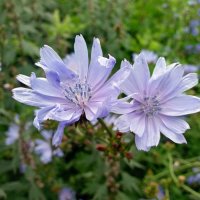 Цикорий :: Galina Solovova