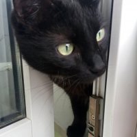 Что там за окном ? :: Galina Solovova Что там за окном ? :: Galina Solovova