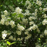 Жасмин :: Freddy 97