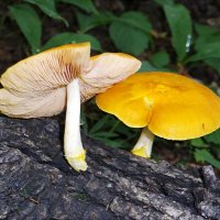 Гриб плтей золотистый (лбвино-жёлтый) :: Андрей Заломленков