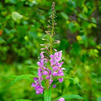 Иван-чай :: Татьяна Тюменка