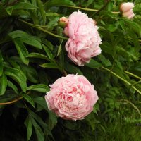 пионы :: ИННА ПОРОХОВА пионы :: ИННА ПОРОХОВА