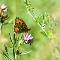 Клевер  и  бабочка :: Геннадий Супрун