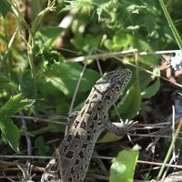 Жители ущелья. :: Александр Кондаков