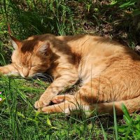 И приснился Рыжику ароматный сон... :: veilins veilins