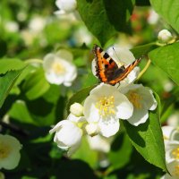 Цветет жасмин :: Сергей Ц