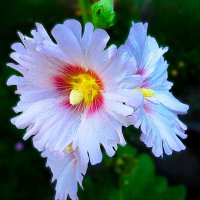 Мальва :: Hope 