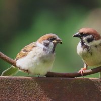 Полевые воробьи. :: Ольга Митрофанова