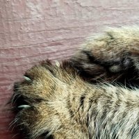 лапки царапки :: светлана льдокова