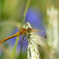 Из снятого сегодня 5 :: Александр Прокудин Из снятого сегодня 5 :: Александр Прокудин