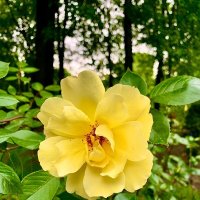 Роза, городские цветы, розы в городе, подарки природы, лето :: Галина 