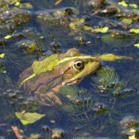 Колычевская красавица :: Oleg4618 Шутченко