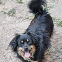 2 июля - Международный день собак :: Наталья 