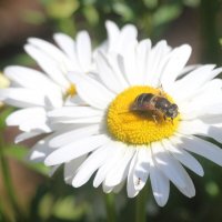 Июль :: Наталья Герасимова Июль :: Наталья Герасимова