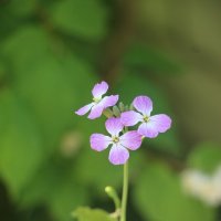 Июль. Редискины цветочки :: Наталья Герасимова