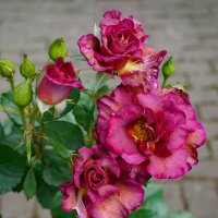 В ботаническом саду :: Ольга В ботаническом саду :: Ольга