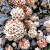 Пузыреплодник калинолистный :: Veera V