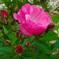 Городские цветы :: Милешкин Владимир Алексеевич Городские цветы :: Милешкин Владимир Алексеевич