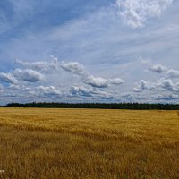 Пшеничное поле. :: Сергей Гибков