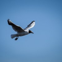 Полетели! :: Магомед . Полетели! :: Магомед .