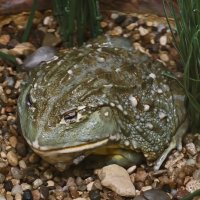 Лягушка :: <<< Наташа >>>