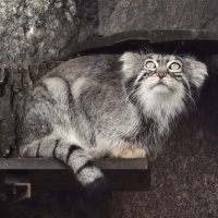 Манул Тимоша :: <<< Наташа >>>