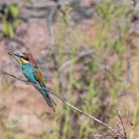 щурки. :: юрий макаров щурки. :: юрий макаров
