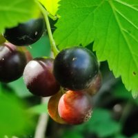 Чёрная смородина :: Валентина Богатко 