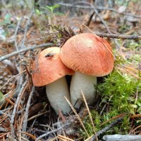 Перламутровые шляпки) :: Ирина *