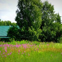 За околицей цветёт иван-чай :: Татьяна Лютаева