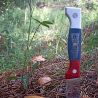 Маслята. :: Светлана Кузнецова