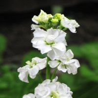 Ароматный красавчик :: Людмила Смородинская