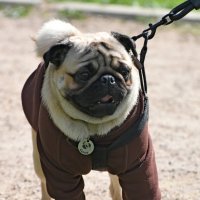 Москва. Парад французских бульдогов в усадьбе «Воронцово». :: Наташа *****