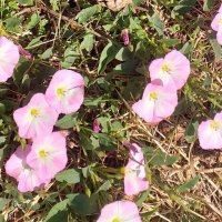 когда всё засыхало, цвели из последних сил... :: Галина Флора