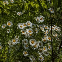 Ромашки декоративные. :: Петр Беляков Ромашки декоративные. :: Петр Беляков