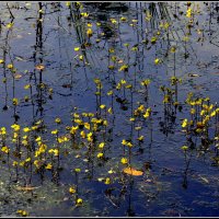 Зацвело болото :: Aleksandr Gal