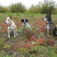 Прогулки :: Anna Ivanova