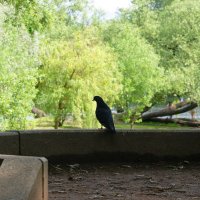 СОЗЕРЦАТЕЛЬ. :: Виктор Никитенко