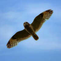 Болотная сова :: alex graf