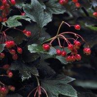 Калина :: Юрий Гайворонскiий Калина :: Юрий Гайворонскiий