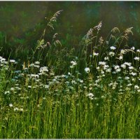 ЛУГ... :: Elvira E. ЛУГ... :: Elvira E.