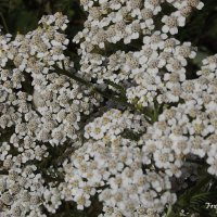 Тысячелистник :: Freddy 97