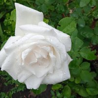 белая роза дачная :: Елена Шаламова