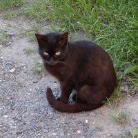 Киса :: Антонина Гугаева