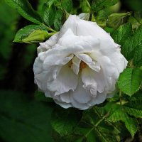 *** :: Леонид leo