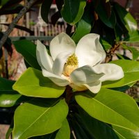 Цветок магнолии... :: Николай Гирш Цветок магнолии... :: Николай Гирш