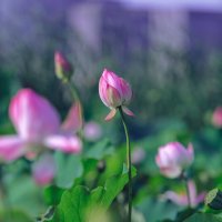 Лотосы в парке :: Дмитрий 