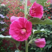 Мальва :: Наталья 