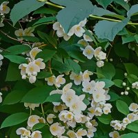 Серия. "Жасмин цветущий". :: Лилия *