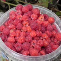 Сладкая ты моя, ягодка малинка! :-) :: Андрей Заломленков